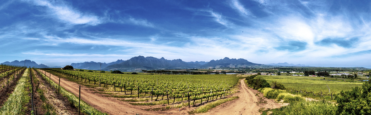 Three people riding down a dirt road between vineyards, with mountains in the background